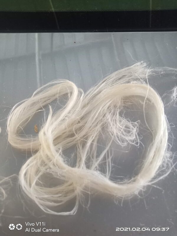 White Filaments