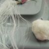 White Filaments