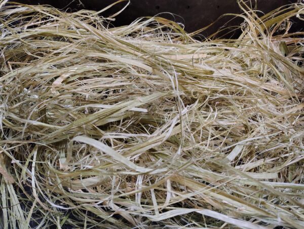 Raw Bast Ribbon