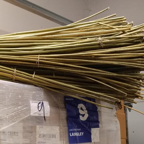 Dry Hemp Stalks