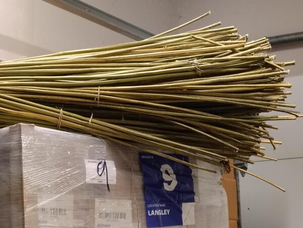 Dry Hemp Stalks